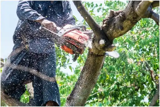 tree services Larch Way